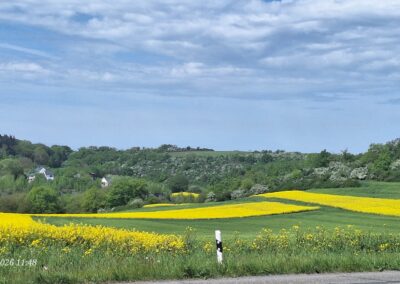 Rapsfelder im Sonnenlicht